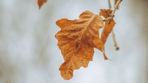 Preview wallpaper leaves, branches, dry, autumn, macro