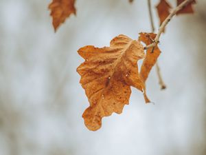 Preview wallpaper leaves, branches, dry, autumn, macro