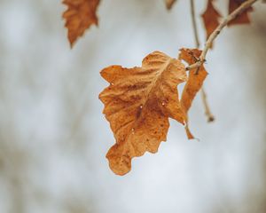 Preview wallpaper leaves, branches, dry, autumn, macro
