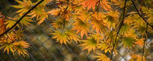 Preview wallpaper leaves, branches, fence, macro, autumn