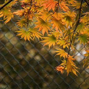 Preview wallpaper leaves, branches, fence, macro, autumn