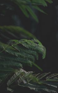 Preview wallpaper leaves, branches, fern, green, dark
