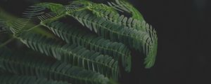 Preview wallpaper leaves, branches, fern, green, dark