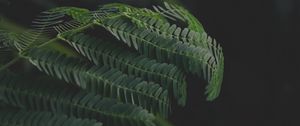 Preview wallpaper leaves, branches, fern, green, dark