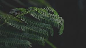 Preview wallpaper leaves, branches, fern, green, dark