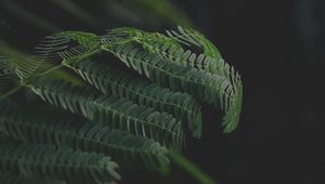 Preview wallpaper leaves, branches, fern, green, dark