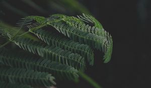 Preview wallpaper leaves, branches, fern, green, dark