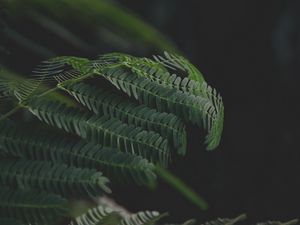 Preview wallpaper leaves, branches, fern, green, dark