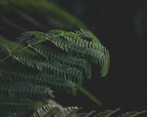 Preview wallpaper leaves, branches, fern, green, dark