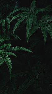 Preview wallpaper leaves, branches, fern, plant