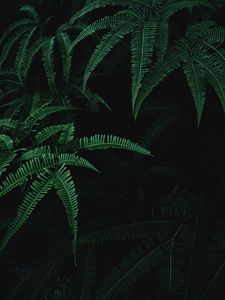 Preview wallpaper leaves, branches, fern, plant