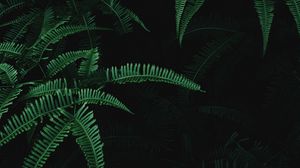 Preview wallpaper leaves, branches, fern, plant