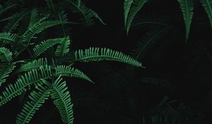 Preview wallpaper leaves, branches, fern, plant