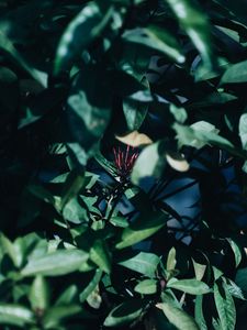 Preview wallpaper leaves, branches, flower, plant, green, exotic