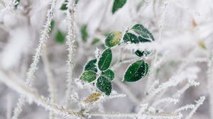 Preview wallpaper leaves, branches, frost, macro