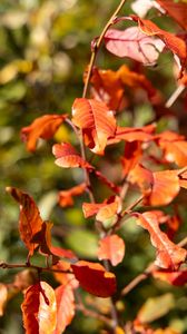 Preview wallpaper leaves, branches, glare, blur