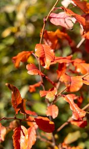 Preview wallpaper leaves, branches, glare, blur