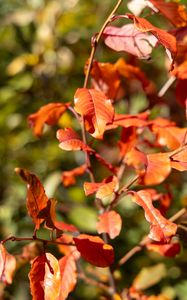 Preview wallpaper leaves, branches, glare, blur