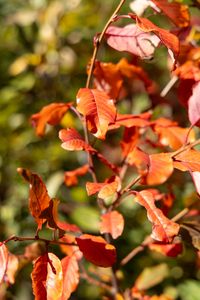 Preview wallpaper leaves, branches, glare, blur