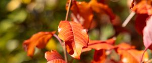 Preview wallpaper leaves, branches, glare, blur