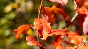 Preview wallpaper leaves, branches, glare, blur