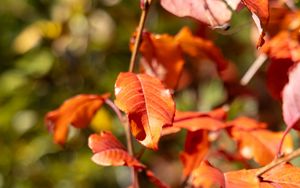 Preview wallpaper leaves, branches, glare, blur