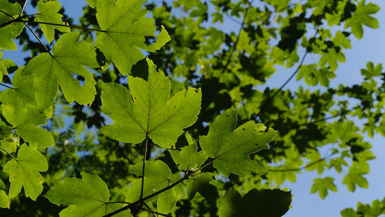 Wallpaper leaves, branches, green, sky, tree