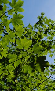 Preview wallpaper leaves, branches, green, sky, tree