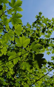 Preview wallpaper leaves, branches, green, sky, tree