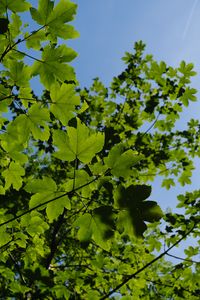 Preview wallpaper leaves, branches, green, sky, tree