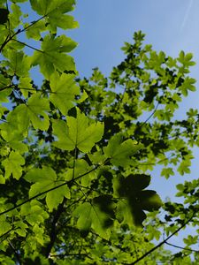 Preview wallpaper leaves, branches, green, sky, tree