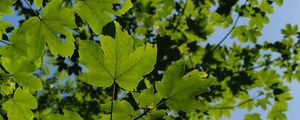 Preview wallpaper leaves, branches, green, sky, tree