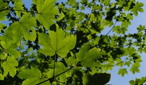 Preview wallpaper leaves, branches, green, sky, tree