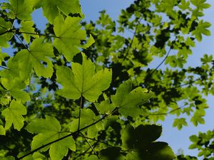 Preview wallpaper leaves, branches, green, sky, tree