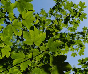 Preview wallpaper leaves, branches, green, sky, tree