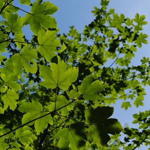 Preview wallpaper leaves, branches, green, sky, tree