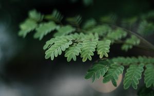 Preview wallpaper leaves, branches, green, macro