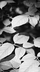 Preview wallpaper leaves, branches, light, shadow, macro, black and white
