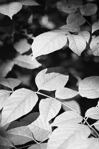 Preview wallpaper leaves, branches, light, shadow, macro, black and white