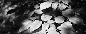 Preview wallpaper leaves, branches, light, shadow, macro, black and white