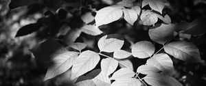 Preview wallpaper leaves, branches, light, shadow, macro, black and white