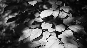 Preview wallpaper leaves, branches, light, shadow, macro, black and white