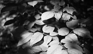 Preview wallpaper leaves, branches, light, shadow, macro, black and white