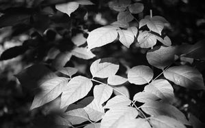 Preview wallpaper leaves, branches, light, shadow, macro, black and white