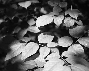 Preview wallpaper leaves, branches, light, shadow, macro, black and white