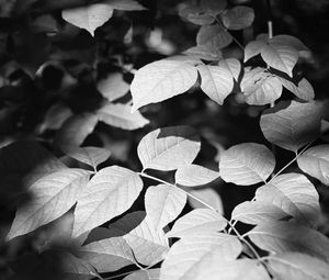 Preview wallpaper leaves, branches, light, shadow, macro, black and white