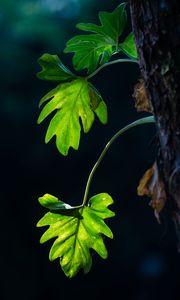 Preview wallpaper leaves, branches, macro, shadows, blur