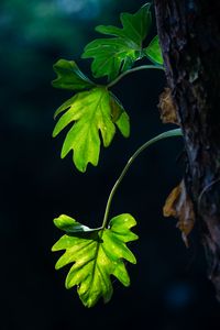Preview wallpaper leaves, branches, macro, shadows, blur