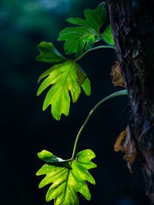 Preview wallpaper leaves, branches, macro, shadows, blur