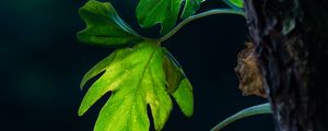 Preview wallpaper leaves, branches, macro, shadows, blur